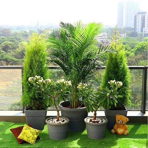 Popular Outdoor Combo Plants For Terrace Gardening